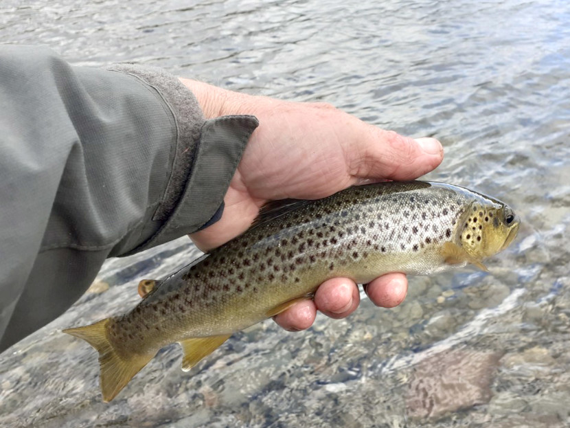 Clochfaen trout - AL from Rugeley